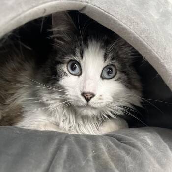 Siamese and Domestic Long Hair Cats Available for Adoption in Clavet, Saskatchewan - Angle | PetCurious
