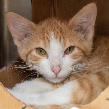 LARRY -  Domestic Short Hair Cat for Adoption in St. Louis, Missouri - LARRY | PetCurious