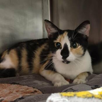 Laverne -  Domestic Short Hair Cat for Adoption in Chattanooga, Tennessee - Laverne | PetCurious