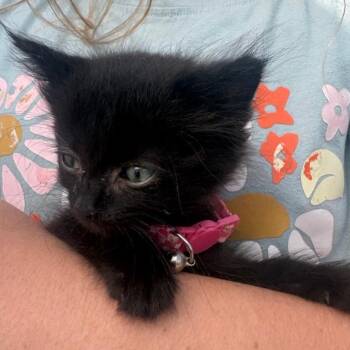 Pineapple -  Domestic Medium Hair Cat for Adoption in Westminster, California - Pineapple | PetCurious