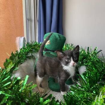 Domestic Short Hair Cats Available for Adoption in Long Beach, California - FENRYS | PetCurious