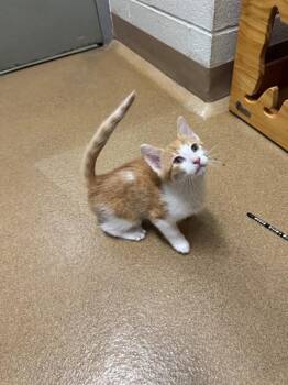 Domestic Short Hair Cats Available for Adoption in St. Peters, Missouri - FRODO | PetCurious