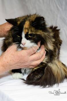 Rescue Calico Cats for Adoption in Cardwell, Montana - Floweree | PetCurious