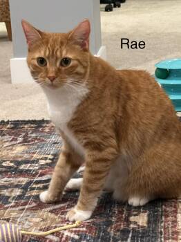 Rae -  Domestic Short Hair Cat for Adoption in Ruther Glen, Virginia - Rae | PetCurious