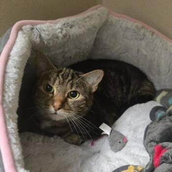 Misty -  Domestic Short Hair Cat for Adoption in East Brookfield, Massachusetts - Misty | PetCurious