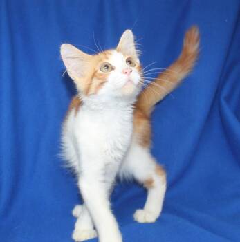 Marco - 44017 -  Domestic Short Hair Cat for Adoption in Prattville, Alabama - Marco - 44017 | PetCurious