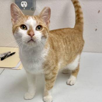 Domestic Short Hair Cats Available for Adoption in Charles City, Iowa - Marmalade | PetCurious