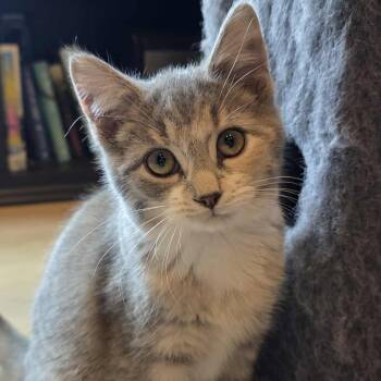 Rescue Torbie and Domestic Short Hair Cats for Adoption in Shippenville, Pennsylvania - Pavetta A.k.a. Etta | PetCurious