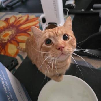 American Shorthair Cats Available for Adoption - Fanta | PetCurious