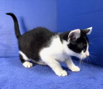 Domestic Short Hair Cats Available for Adoption in Hawk Point, Missouri - Phillip | PetCurious
