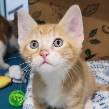 Domestic Short Hair Cats Available for Adoption in Sarasota, Florida - Marie | PetCurious