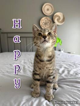 Happy -  Domestic Short Hair Cat for Adoption in Rossville, Georgia - Happy | PetCurious