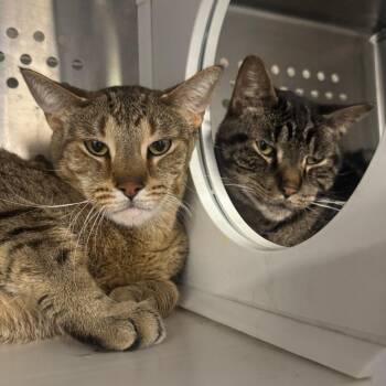 Bryan -  Domestic Short Hair Cat for Adoption in Dearborn, Michigan - Bryan | PetCurious