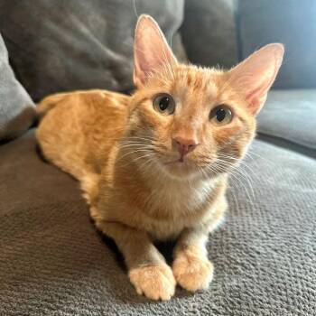 Rescue Tabby and Domestic Short Hair Cats for Adoption in Tulsa, Oklahoma - Merlin | PetCurious