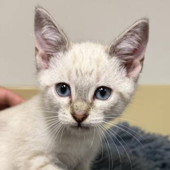 Kashmire -  Siamese Cat for Adoption in East Hampton, New York - Kashmire | PetCurious