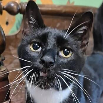 Maggie -  Domestic Short Hair Cat for Adoption in Tioga, Pennsylvania - Maggie | PetCurious