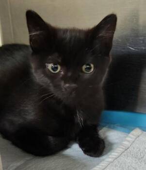 Domestic Short Hair Cats Available for Adoption in Fairfax, Virginia - Venus | PetCurious
