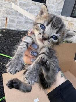 A656058 -  Domestic Short Hair Cat for Adoption in Houston, Texas - A656058 | PetCurious