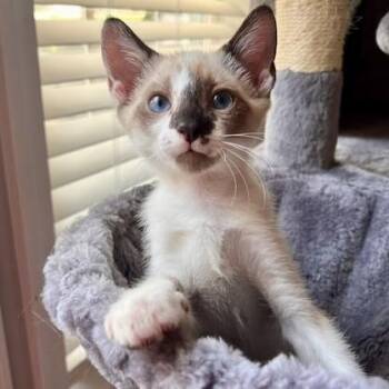 Stormy -  Siamese Cat for Adoption in Smithfield, North Carolina - Stormy | PetCurious
