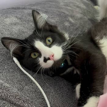 Rescue Domestic Short Hair Cats for Adoption in Maple Falls, Washington - Pickles | PetCurious