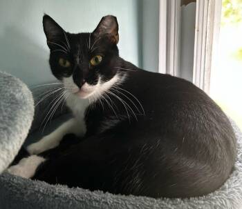 Little Herb -  Domestic Short Hair Cat for Adoption in Hardeeville, South Carolina - Little Herb | PetCurious