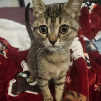 Rescue Domestic Short Hair Cats for Adoption in Tallahassee, Florida - Harper Row-AR | PetCurious