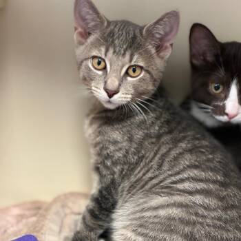 Finklestein -  Domestic Short Hair Cat for Adoption in South Elgin, Illinois - Finklestein | PetCurious