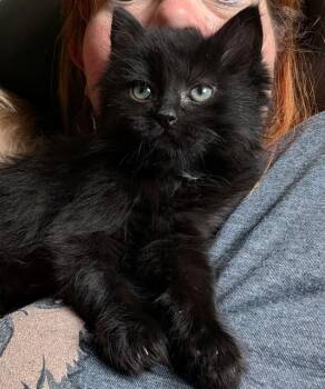 ONYX -  Domestic Short Hair Cat for Adoption in Omaha, Nebraska - ONYX | PetCurious