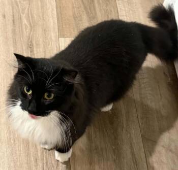 Shoebooty -  Tuxedo Cat for Adoption in Beckley, West Virginia - Shoebooty | PetCurious
