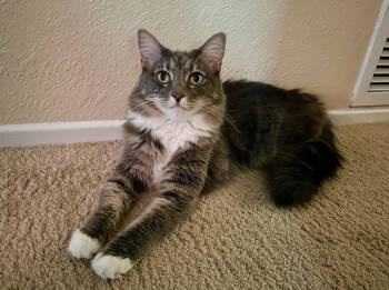 Rescue Domestic Medium Hair Cats for Adoption in Lancaster, California - Leia | PetCurious