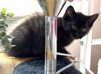 Rescue Domestic Medium Hair and Domestic Long Hair Cats for Adoption in Roslyn Heights, New York - Femininomenon | PetCurious