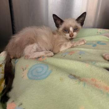 Mr Potts -  Domestic Short Hair Cat for Adoption in Austin, Texas - Mr Potts | PetCurious
