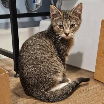 Dean -  Domestic Short Hair Cat for Adoption in Winchester, Virginia - Dean | PetCurious