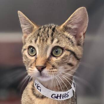 Yuki -  Domestic Short Hair Cat for Adoption in Huntsville, Alabama - Yuki | PetCurious