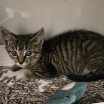 Dragonfly -  Domestic Short Hair Cat for Adoption in Phoenixville, Pennsylvania - Dragonfly | PetCurious