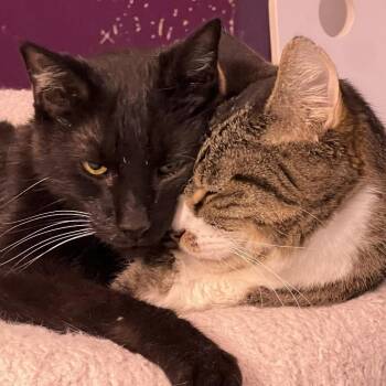 Czarek -  Domestic Short Hair Cat for Adoption in Chicago, Illinois - Czarek | PetCurious