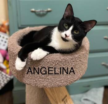 Angelina Jolie -  American Shorthair Cat Available for Adoption in Darien, Georgia - Angelina Jolie | PetCurious