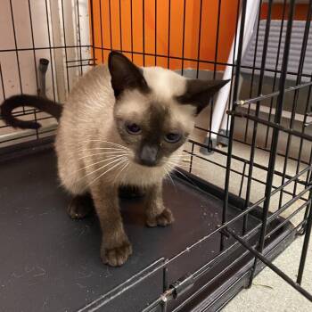 Big Foot -  Siamese Cat for Adoption in Westminster, California - Big Foot | PetCurious