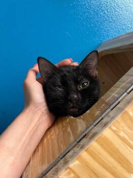 Domestic Short Hair Cats Available for Adoption - Silly Milly | PetCurious