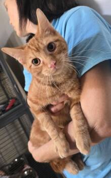 Gideon -  Domestic Short Hair Cat for Adoption in Dickson, Tennessee - Gideon | PetCurious