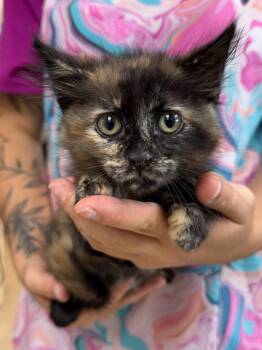 Shellie -  Domestic Short Hair Cat for Adoption in Vacaville, California - Shellie | PetCurious