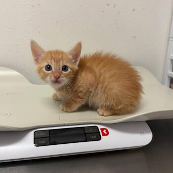 Indy I2 -  Domestic Short Hair Cat for Adoption in Edinburg, Texas - Indy I2 | PetCurious