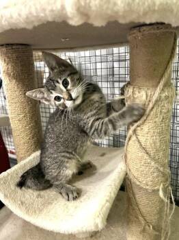 Autumn Fern -  Domestic Short Hair Cat for Adoption in Muskegon, Michigan - Autumn Fern | PetCurious
