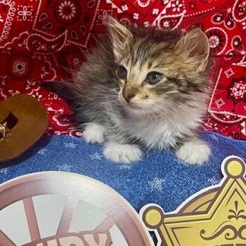 Doc Holiday -  Domestic Short Hair Cat Available for Adoption in Boerne, Texas - Doc Holiday | PetCurious