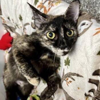 Domestic Short Hair Cats Available for Adoption in Reisterstown, Maryland - Cutie Cakes | PetCurious