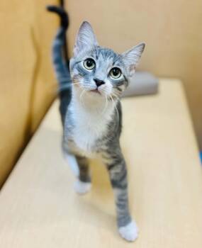 Cloud -  Domestic Short Hair Cat for Adoption in Mansfield, Texas - Cloud | PetCurious