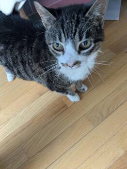 Domestic Short Hair Cats Available for Adoption in Herndon, Virginia - Bubbles | PetCurious
