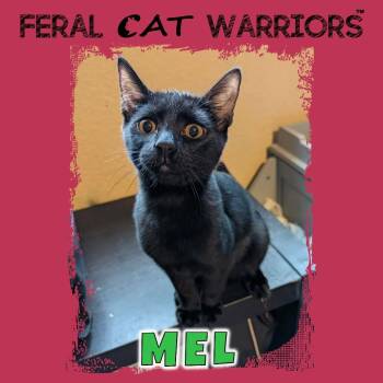 Mel -  Domestic Short Hair Cat for Adoption in Kingman, Arizona - Mel | PetCurious