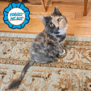 Domestic Long Hair Cats Available for Adoption in Baltimore, Maryland - Manny | PetCurious