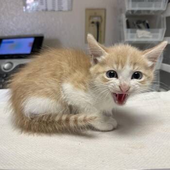 Casyn -  Domestic Short Hair Cat for Adoption in San Antonio, Texas - Casyn | PetCurious